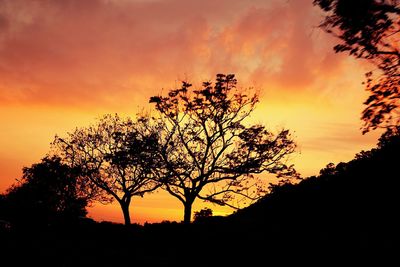 Silhouette of trees at sunset