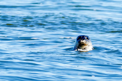 Close-up of bird swimming in water