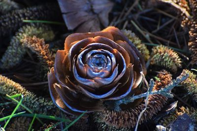 High angle view of succulent plant on field