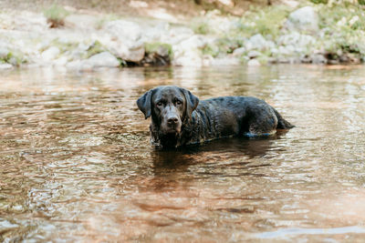 Happy black labrador dog swimming in river. nature and pets , adventure time