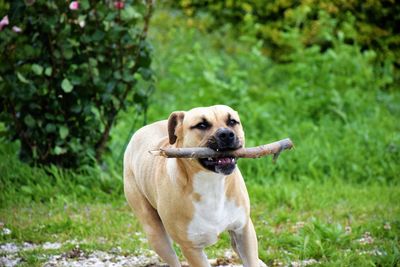 Portrait of dog sticking out tongue on field