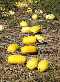 High angle view of yellow fruits on field