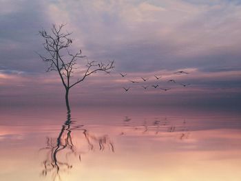 Bare trees at sunset