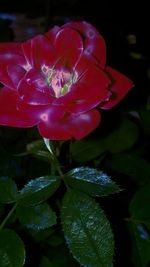 Close-up of pink flowers