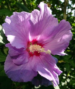 Close-up of pink flower