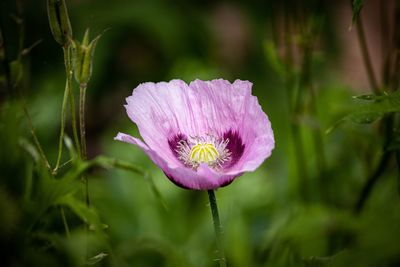 Close-up of pink flowering plant