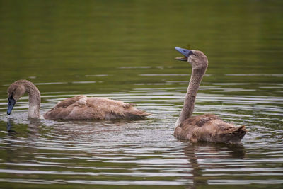 Swans swimming in lake