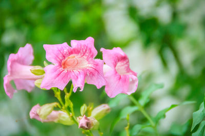 Close-up of pink rose flower