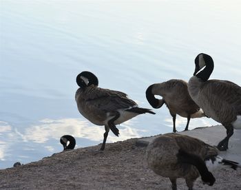 Ducks on rock at lakeshore