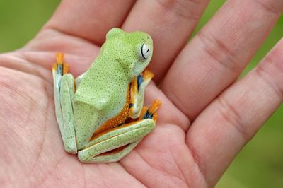 Cropped image of hand holding frog