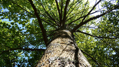 Low angle view of trees in forest against sky