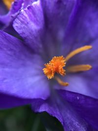 Close-up of purple flowering plant