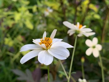 Close-up of white flowering plant