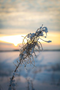 Close-up of wilted plant by sea against sky during sunset