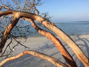 Close-up of tree on beach against clear sky