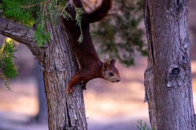 Close-up of squirrel on tree trunk