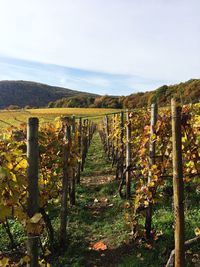 Scenic view of vineyard against sky