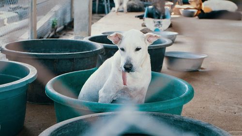 High angle view of puppy in swimming pool