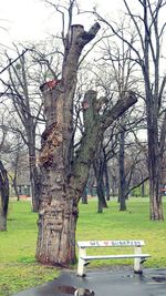 Trees in park