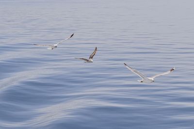 Seagulls flying over sea