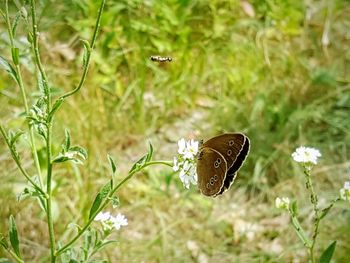 Close-up of butterfly on grass