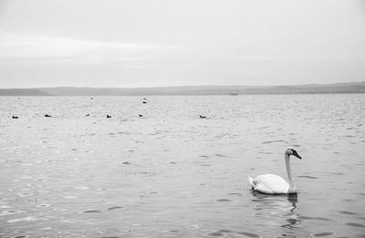 Swan swimming in river against sky