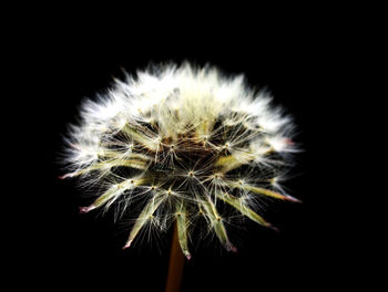 Close-up of dandelion against black background