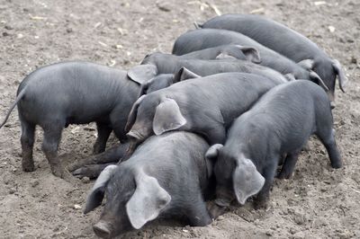 Pigs in a farm