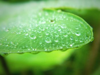 Close-up of water drops on leaf