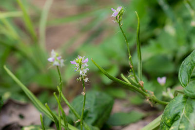 Close-up of purple flowering plant