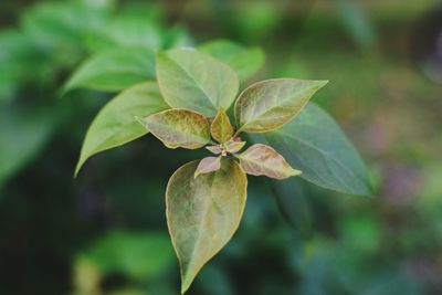 Close-up of green leaves on plant