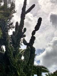 Low angle view of trees against sky