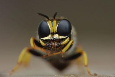 Close-up insect of a wasp 