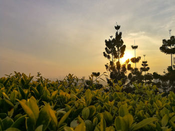 Sunflower field against sky during sunset