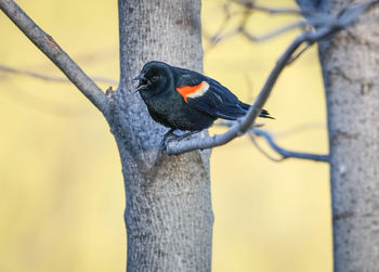 Red-winged blackbird perching on tree