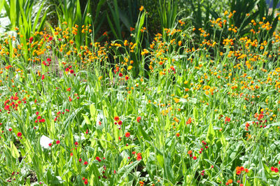 Close-up of flowering plants on field