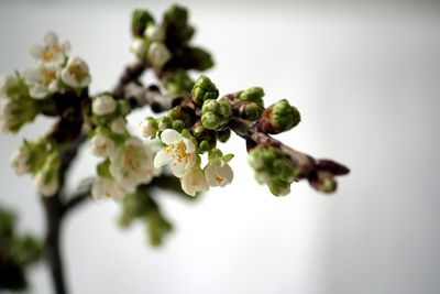 Close-up of flowers