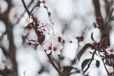 Close-up of cherry blossoms in spring