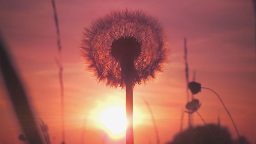 Close-up of silhouette flower against sunset