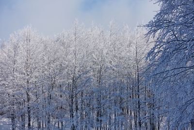 Bare trees in forest during winter