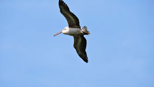 Bird flying against clear blue sky