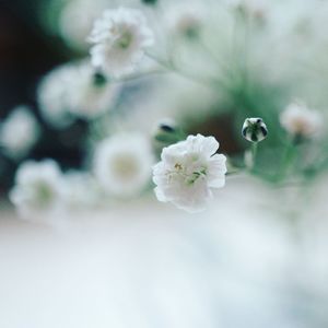 Close-up of white cherry blossom