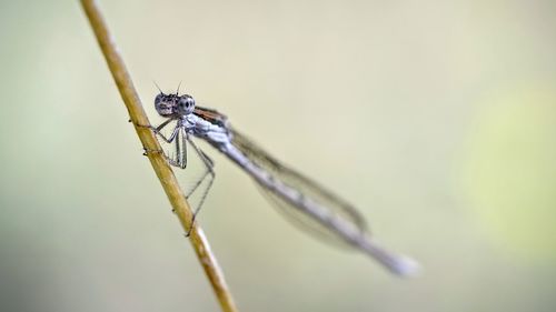 Close-up of damselfly on twig