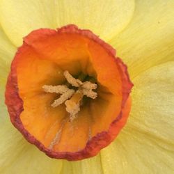 High angle view of orange flower