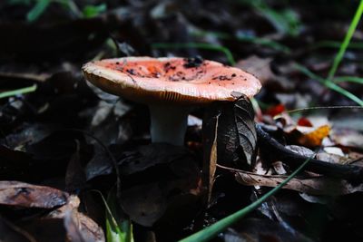 Close-up of mushroom growing on field