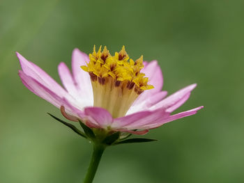 Close-up of pink flower