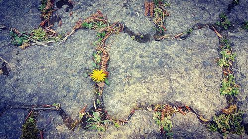 High angle view of yellow flowering plant on moss