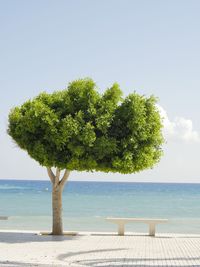 Tree by calm sea against clear sky