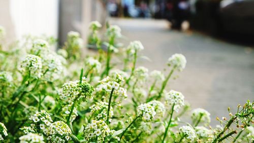 Close-up of plants