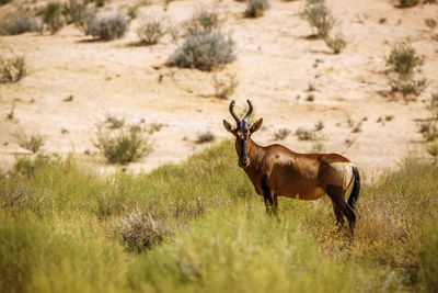 Deer standing on field